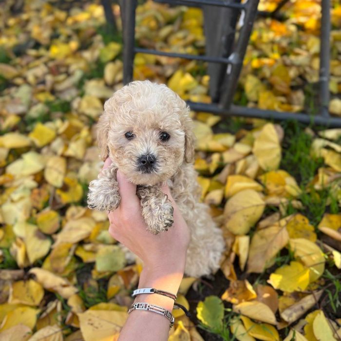 Мини Мальтипу девочка