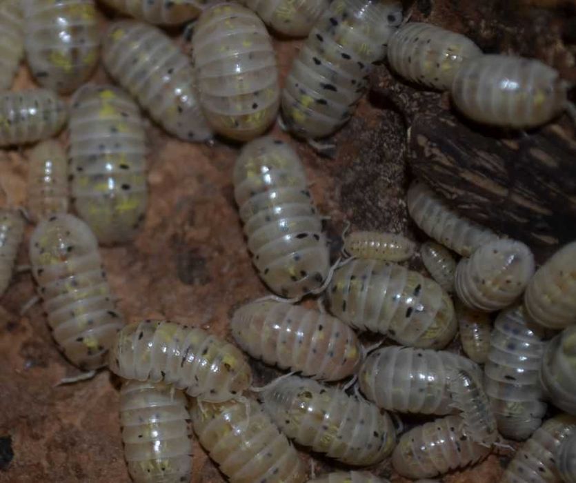 Isopody - nadwyżki hodowlane