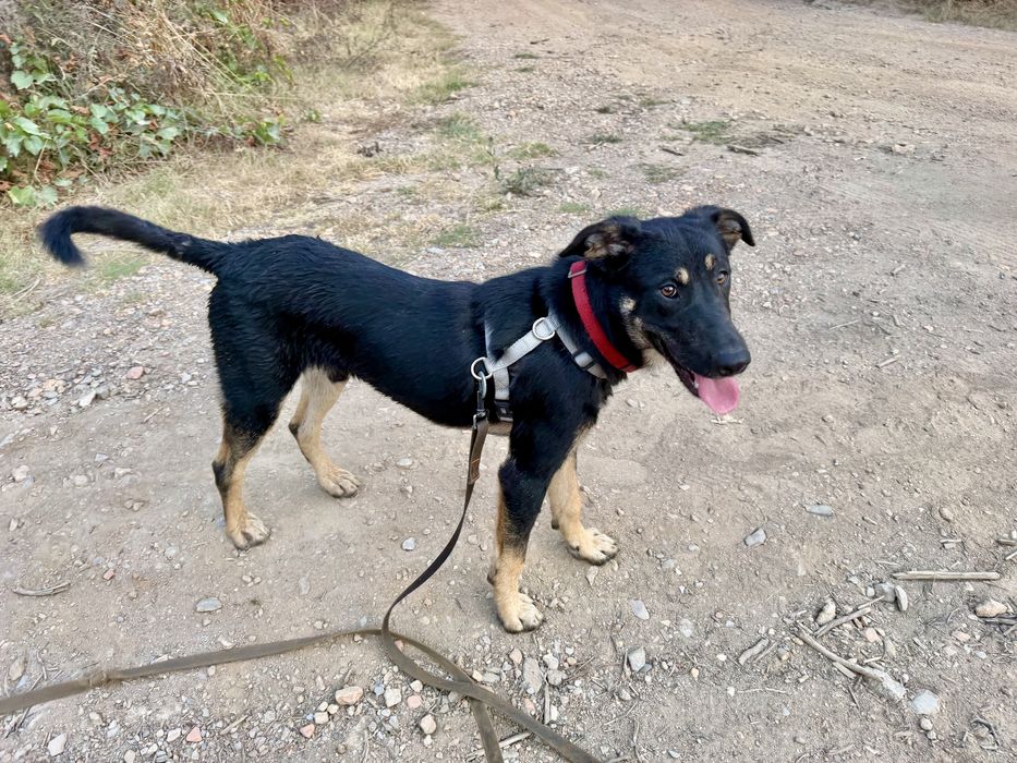 Cachorro 6 meses muito meigo