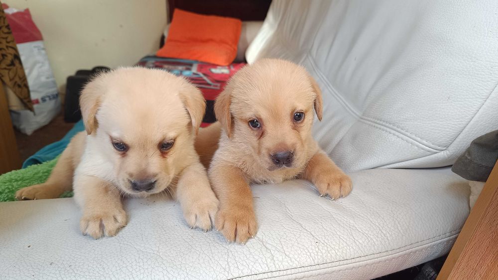 Labrador Biszkoprt ( sczeniak ]