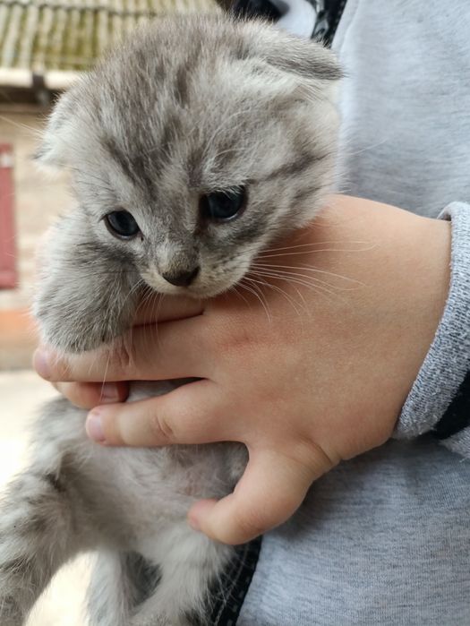 Котенок веслоухая девочка.