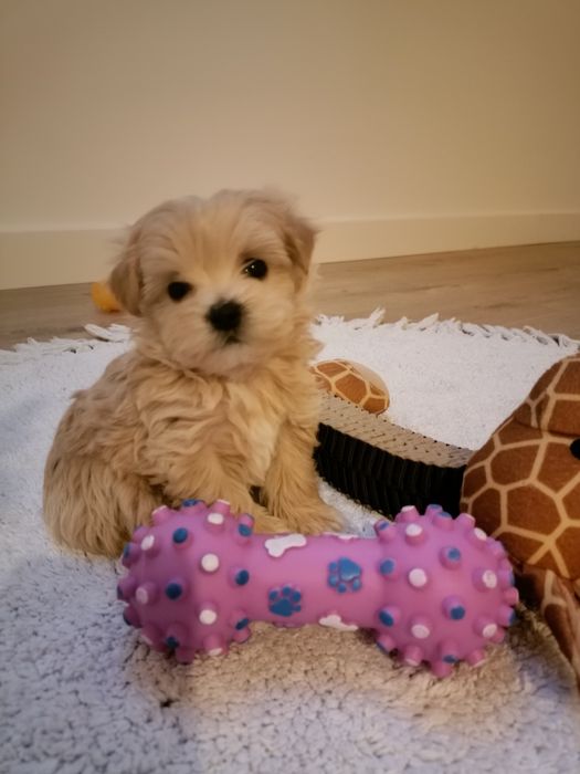 Maltipoo szczeniak mini