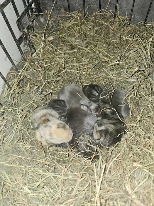 Coelhos anãos e orelhudos