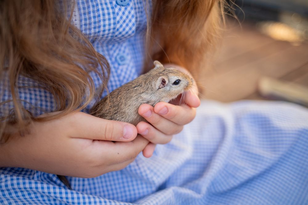 Домашние декоративные мыши, мышки
