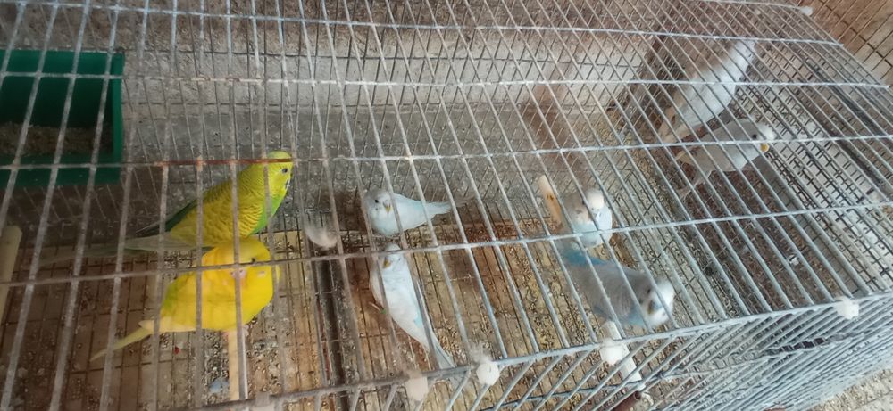 Periquitos Adultos / Novos