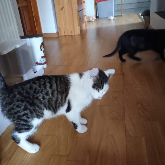 Kotki do adopcji