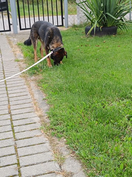 Gapcio do pilnej adopcji!