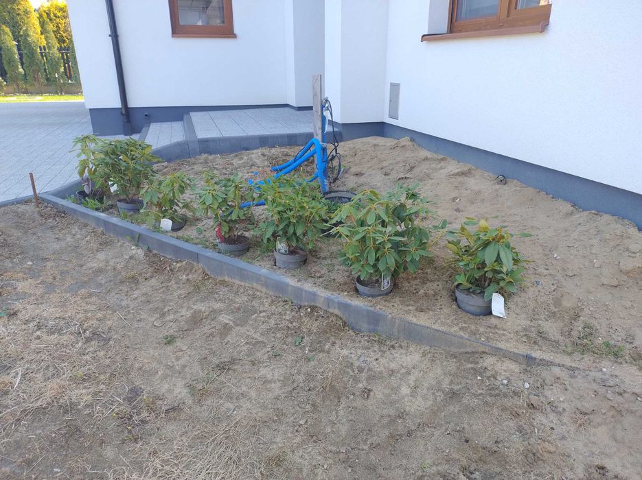 Rododendron 7 szt różne kolory