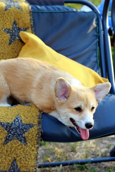 Красунечка породи вельш коргі пемброк КСУ FCI! готова до переїзду!