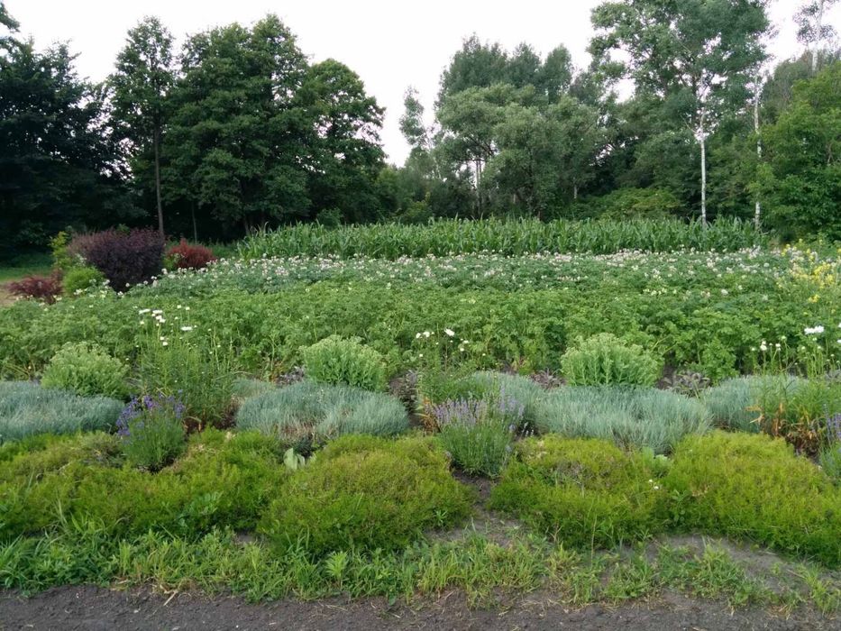 Продається будинок в селі Корніївка