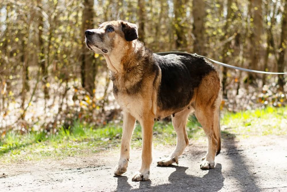 Endira - duża sunia o anielskim charakterze