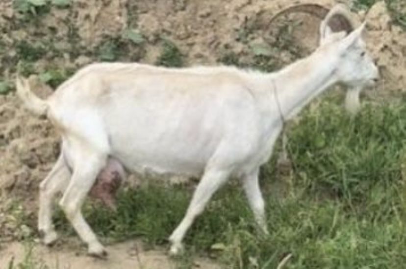 Індики,індокачки ваговики німецькі живі і є м‘ясо ( тушки)