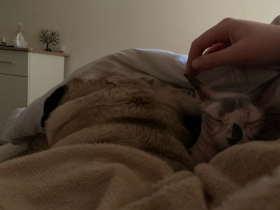 Перетримка для собак