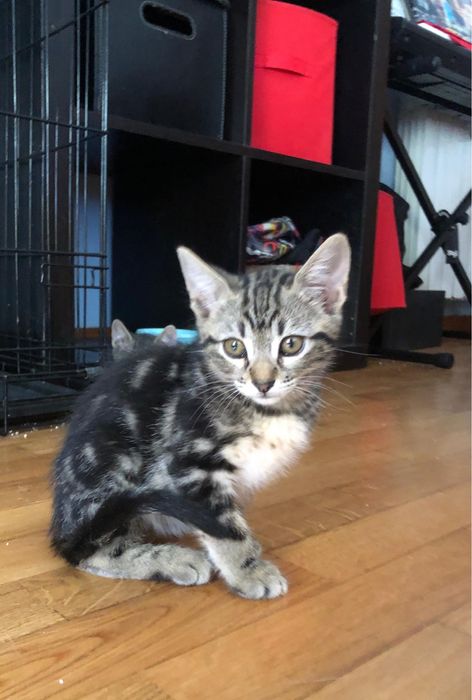 Gatos bebes para adoção responsavel