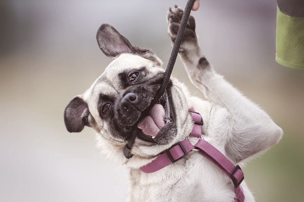 Zack, pseudo mopsik czeka na dom