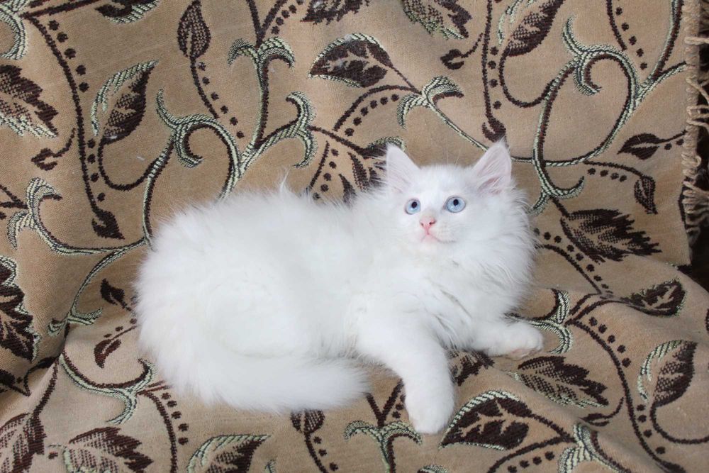 Белые котята голубоглазый, котенок голубые глаза, разноглазый