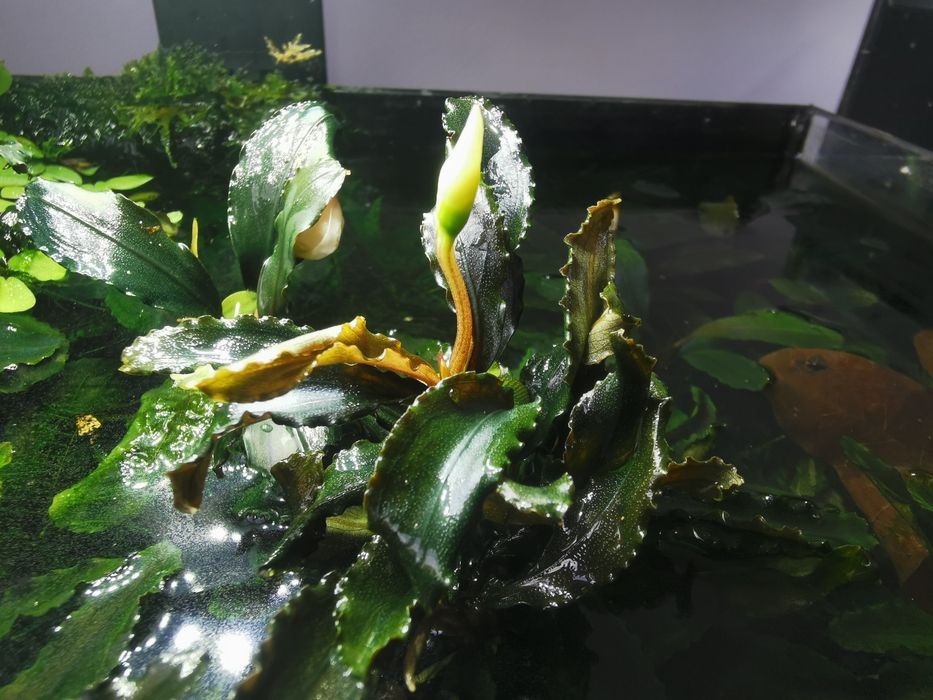 Roślina Bucephalandra