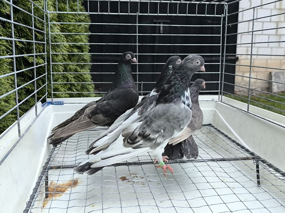 Gołębie zamojskie bure, kawowe, buro krase