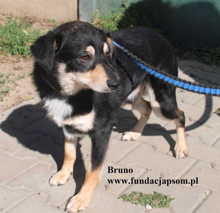 Bruno, nieduży piesek szuka rodziny