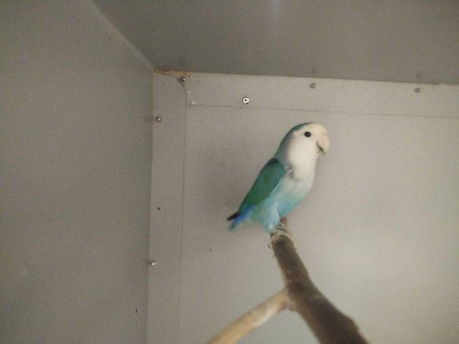 Agapornis machos e femeas