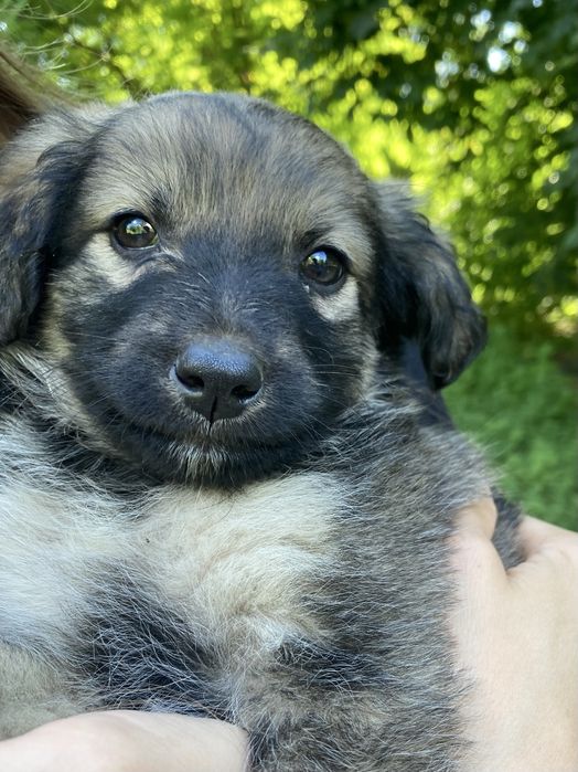 Шукаємо найкращу родину