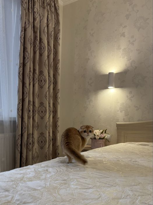 Шотландська Золота шиншила