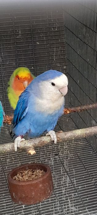 Machos agapornis longfeather