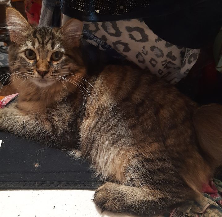 Бобтейл дівчинка мраморна 6 міс.