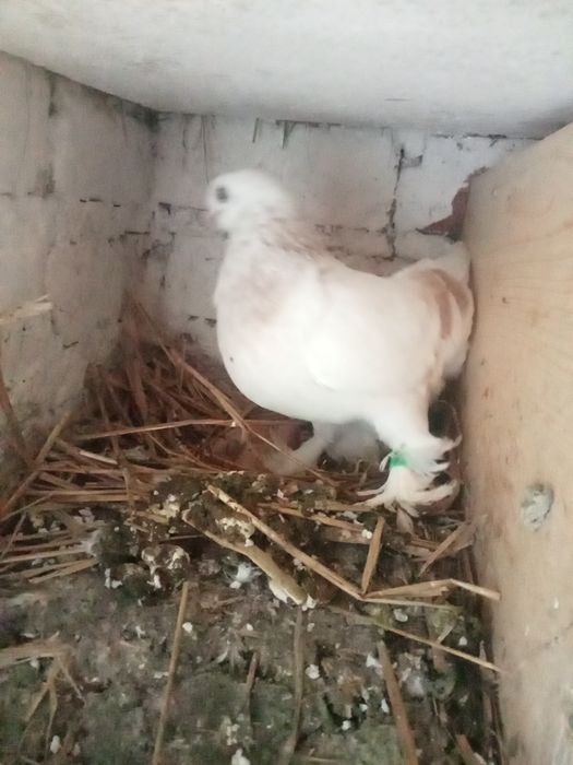 Sprzedam gołębie różne rasy