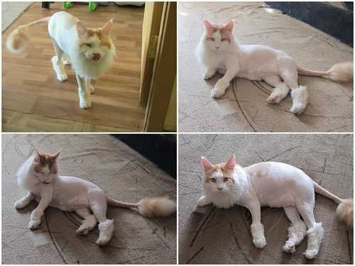 Стерилизация кошек и собак кастрация. Стрижка кошек и собак