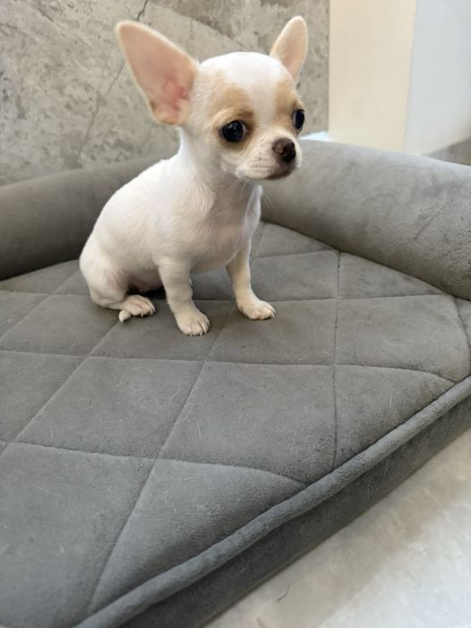 Чіхуахуа маленька дівчинка