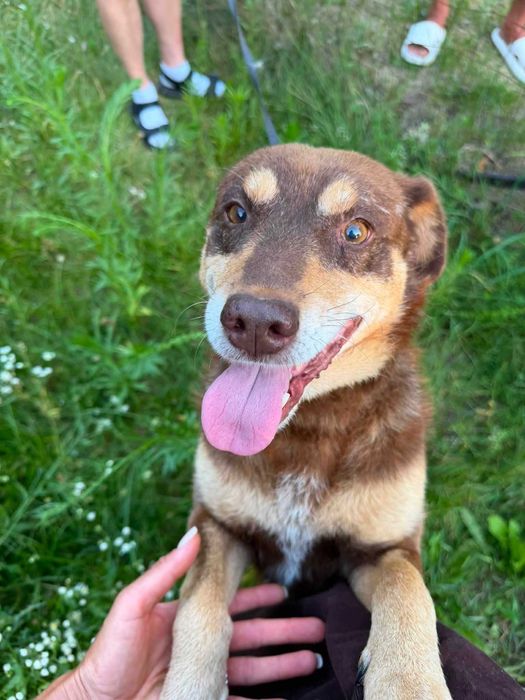 7 letni Reksio stracił dom! -  do adopcji