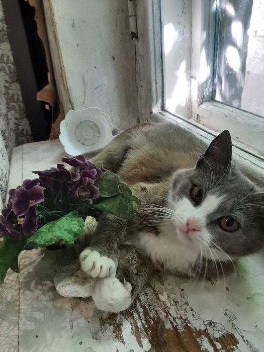 Вiддам красиве кошенятко
