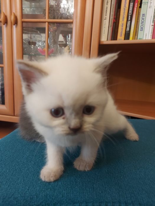 Кошенята скоттіш фолд