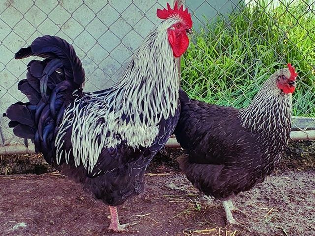 Інкубаційне яйце та курчата. Суссекс: срібло, золото, червоний.