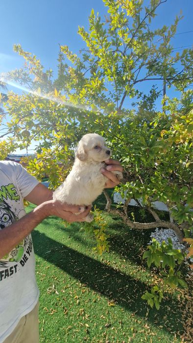 Maltipoo  disponível