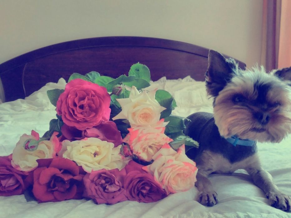 Шукає подругу для в'язки,,МАХ"