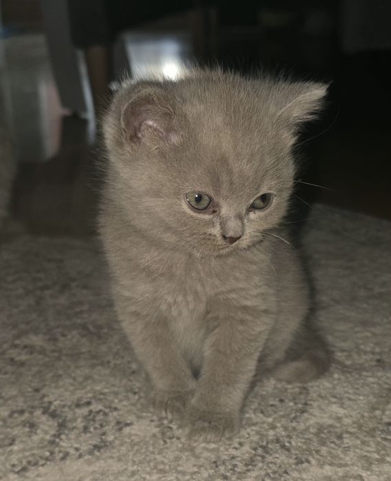Liliowy kocurek Brytyjski