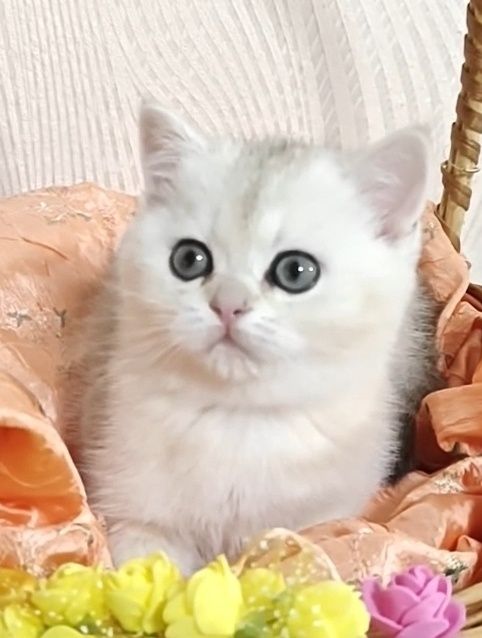 Дівчинка срібляста шиншила