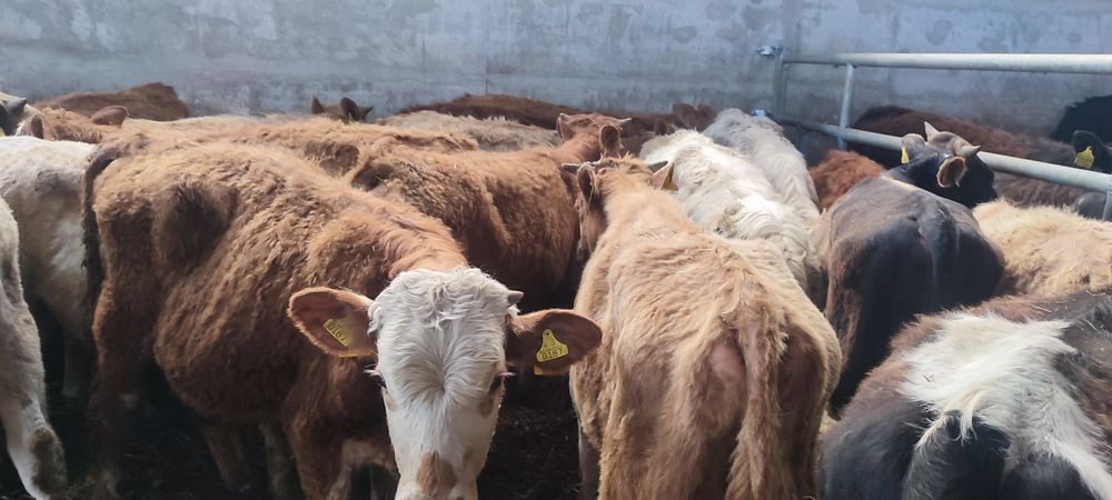 Odsadki limousin chereford angus miesne mieszańce