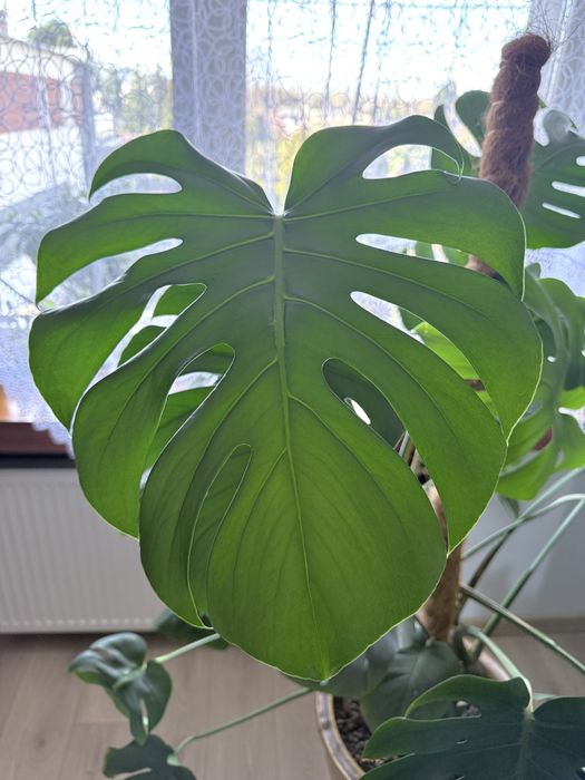 Monstera deliciosa / dziurawa 130cm