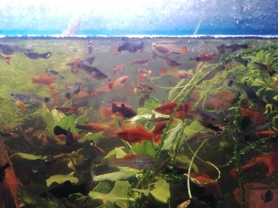 Rybki akwariowe mieczyki i molinezje