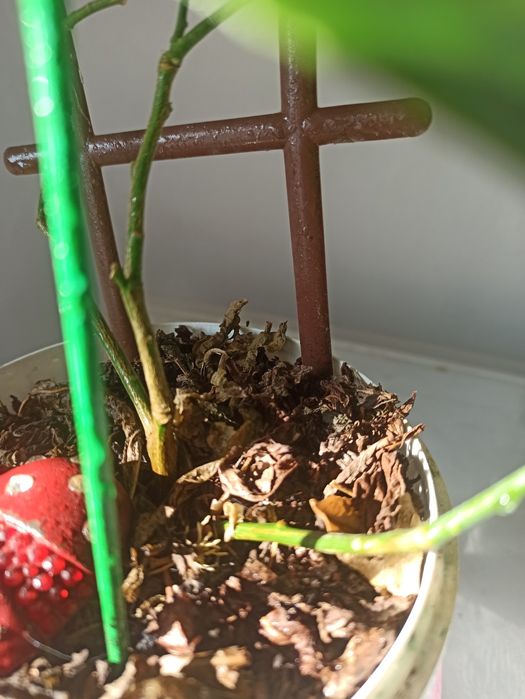 Саджанець лимон Майєра