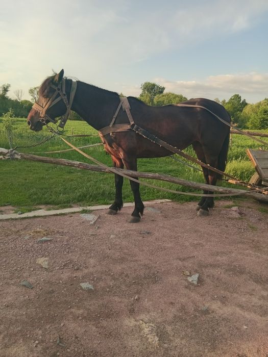 Продам кобилу 13 років