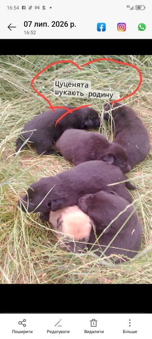 Цуценята шукають родину