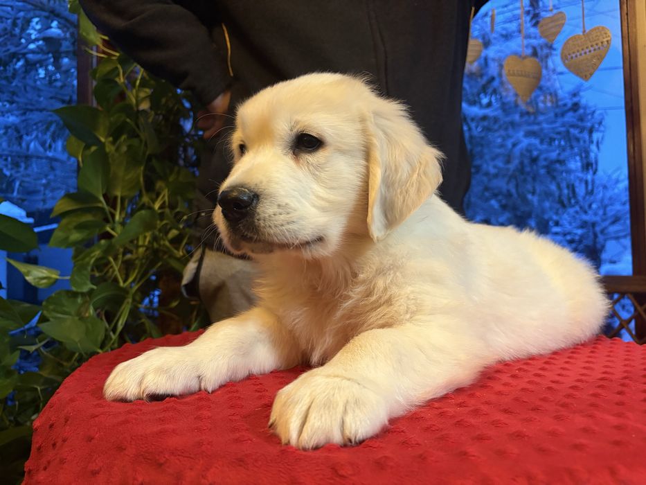 Piesek Golden Retriever ZKwP FCI