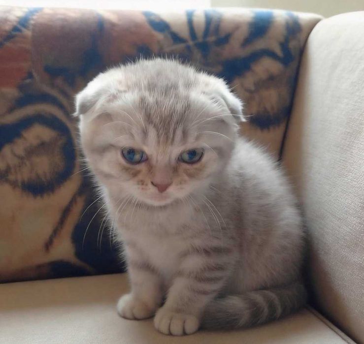 шотландские котята