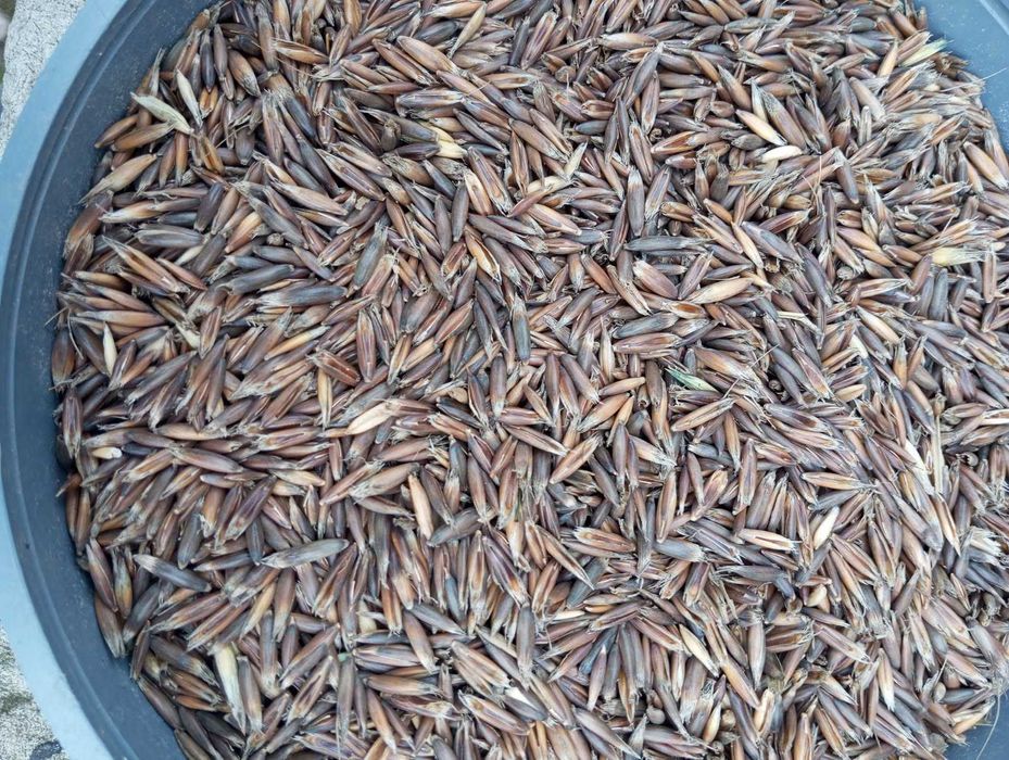 Sprzedam owies czarny