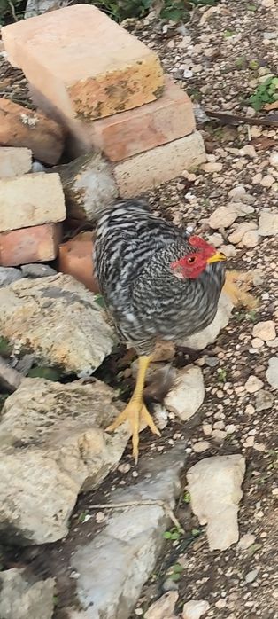 Frangos galos cruzados pedrês machos