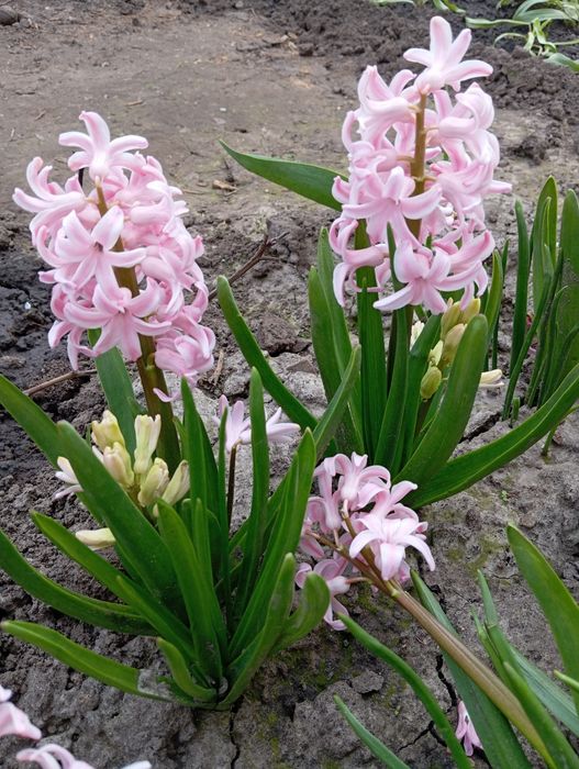 Рослини гіацинти